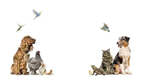 Large group of different pets including dogs