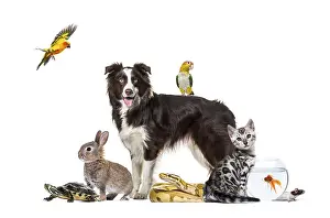 Large group of domestic animals including dog