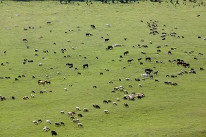 Large group of farm animals pasturing in the field