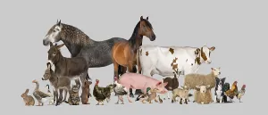 Large group of many farm animals standing together