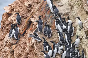 A large group of guillemots (Uria aalge)