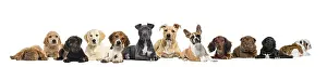 Large group of puppies dogs, in a row lying down and facing at the camera