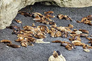 Large group of sea lions relaxing near a rocky cave