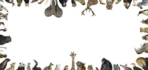 Large group of various wild animals framing empty white copyspace