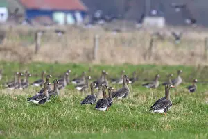 Large group of white-fronted geese (Anser albifrons) in a meadow with a cloudy sky in the background