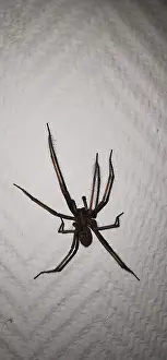Large house angle spider (Tegenaria domestica) crawling vertically over a textured wall surface