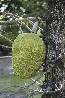 A large Jack Fruit at Wat Phai Lom on Ko Kret Island in Province Nonthaburi in Thailand