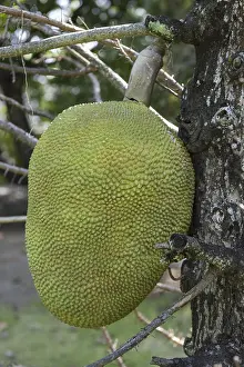A large Jack Fruit at Wat Phai Lom on Ko Kret Island in Province Nonthaburi in Thailand