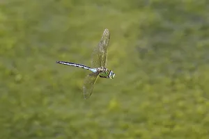 Category Wildlife DE Prints: Large king dragonfly (Anax imperator)