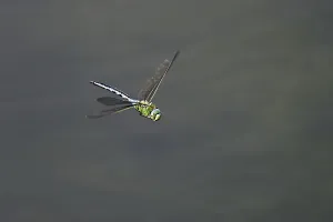 Category Wildlife DE Prints: Large king dragonfly (Anax imperator)