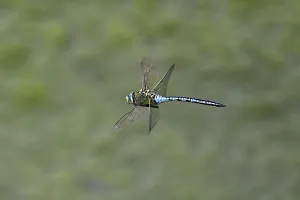 Category Wildlife DE Prints: Large king dragonfly (Anax imperator)