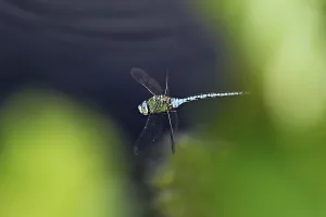 Category Wildlife DE Prints: Large king dragonfly (Anax imperator)