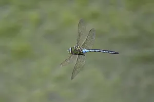 Category Wildlife DE Prints: Large king dragonfly (Anax imperator)