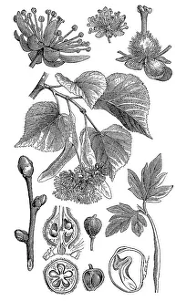 Large-leaved lime, occasionally little-leaved lime (Tilia cordata) or large-leaved lime