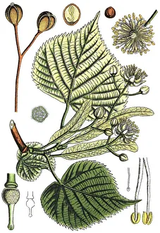 Large leaved lime (Tilia platyphyllos subsp)