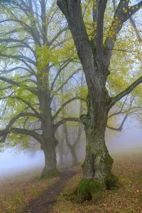 Large-leaved lindens (Tilia platyphyllos)