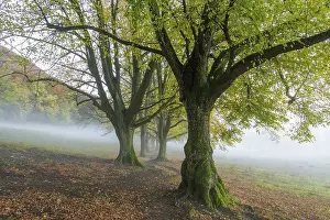 Large-leaved lindens (Tilia platyphyllos)