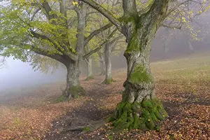 Large-leaved lindens (Tilia platyphyllos)