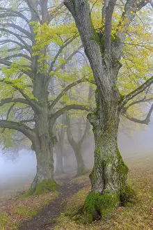 Large-leaved lindens (Tilia platyphyllos)
