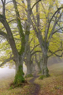 Large-leaved lindens (Tilia platyphyllos)