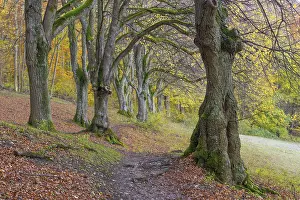 Large-leaved lindens (Tilia platyphyllos)