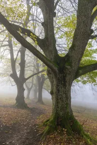 Large-leaved lindens (Tilia platyphyllos)