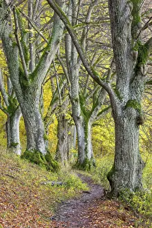 Large-leaved lindens (Tilia platyphyllos)