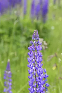 Large-leaved lupin, also known as perennial lupin (Lupinus polyphyllus)