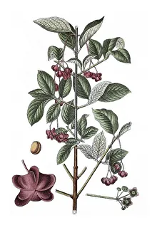 Large-leaved spindle (Euonymus latifolia)