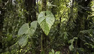 Large leaves in the dense rainforest