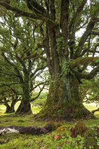 Large, majestic laurel tree with moss and ferns on its twisted branches