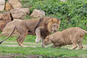 A large male lion (Panthera leo) fights his female