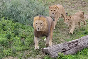 A large male lion (Panthera leo) runs down a hill across a meadow