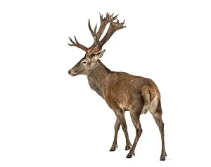 Large male red deer, Cervus elaphus