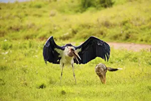 Large marabou fights with jackal on green meadow