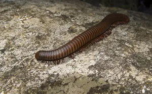 Large millipede (Diplopoda) in rainforest