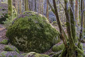A large moss-covered stone in the middle of a forest with surrounding trees