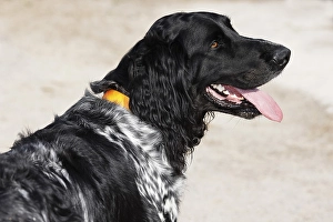 Large Muensterlander, dog (Canis lupus familiaris)