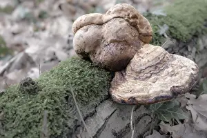 Large mushrooms on a moss-covered log