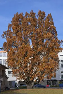 Large oak (Quercus) in bright autumn foliage