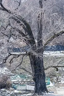 Large old leafless tree with dark black bark on snow covered hill on a cold winter day