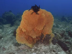 Category Wildlife DE Prints: Large orange giant fan coral (Annella mollis) in the seascape