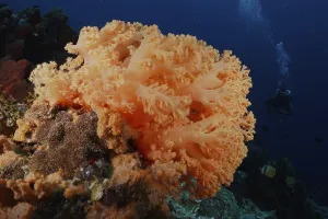 Category Wildlife DE Prints: Large orange soft coral under water with deep background