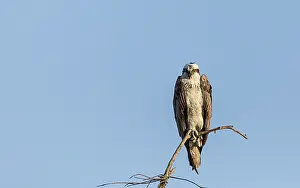 Large osprey Pandion haliaetus perches on a branch of a dead tree in the early morning in Naples