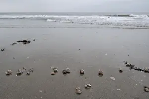 Large pepper mussels (Scrobicularia plana) on the beach