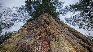 Large pine tree (pinus) from a frog's perspective with a view into the treetop