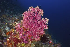 Category Wildlife DE Prints: Large pink Godeffroy's soft coral (Siphonogorgia godeffroyi) in the deep blue sea