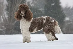 Large Poodle, Harlequin, Harlequin Poodle