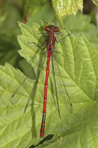 Large red damselfly (Pyrrhosoma nymphula)