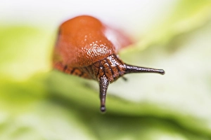 Large Red Slug (Arion rufus), on a lettuce leaf